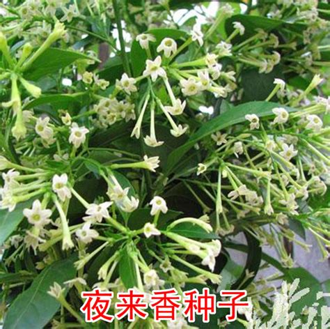 夜來香 花期|夜来香（夹竹桃科夜来香属植物）